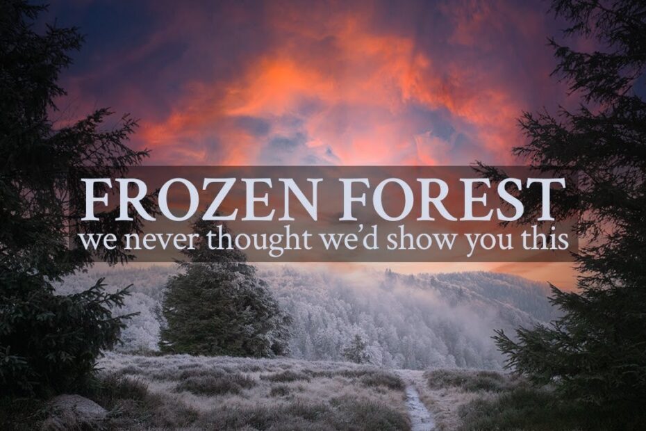 frozen forest video